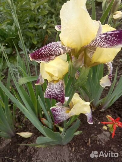 Ирисы бородатые