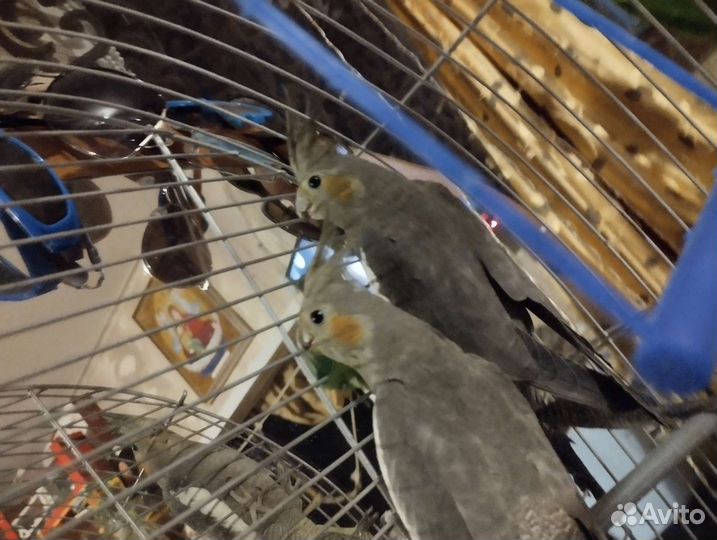 Пара попугаев корелла