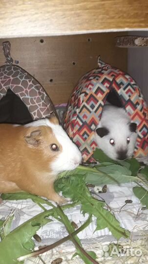 Передержка животных