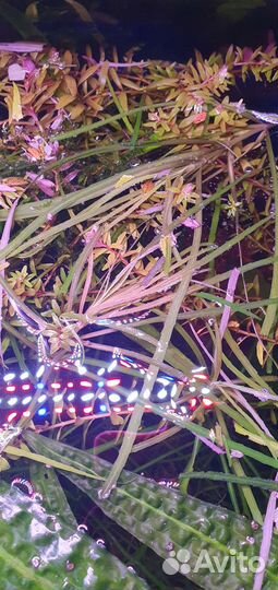 Растения для аквариума бесплатно