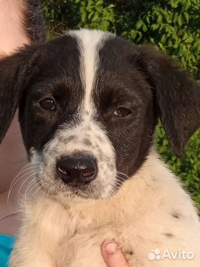 Щенуля в добрые руки