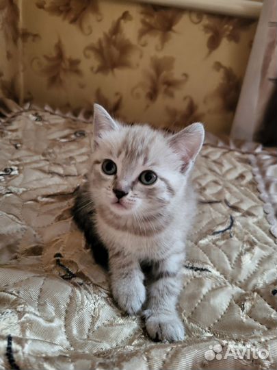 Кошки в добрые руки бесплатно