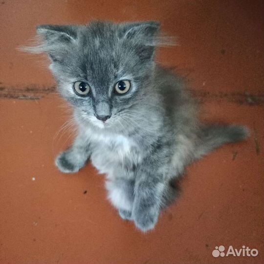 Молодая кошечка бесплатно