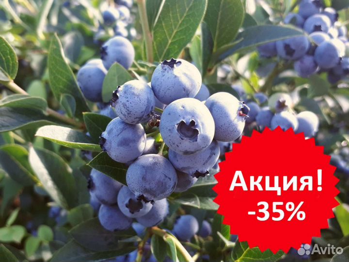 Голубика 5лет