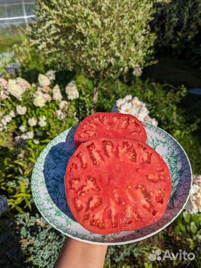 Рассада помидор