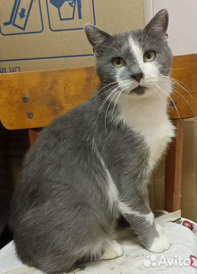 Котик Борис