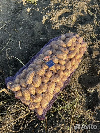 Продается картофель сорт Анна