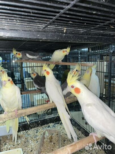 Попугаи
