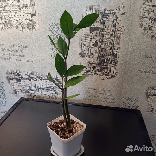 Замиокулькас