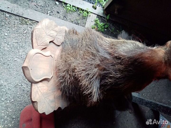 Чучело дикого кабана