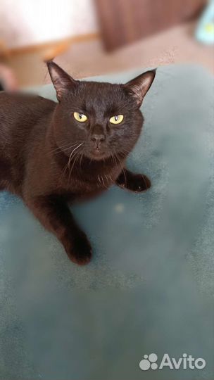 Черный котенок в добрые руки