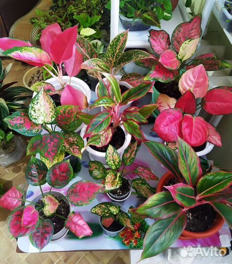 Очень красивые комнат. Цветы