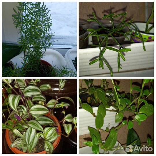 Комнатные цветы