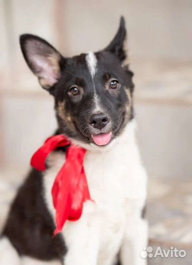 Щенок Милли (девочка 4мес) в дар