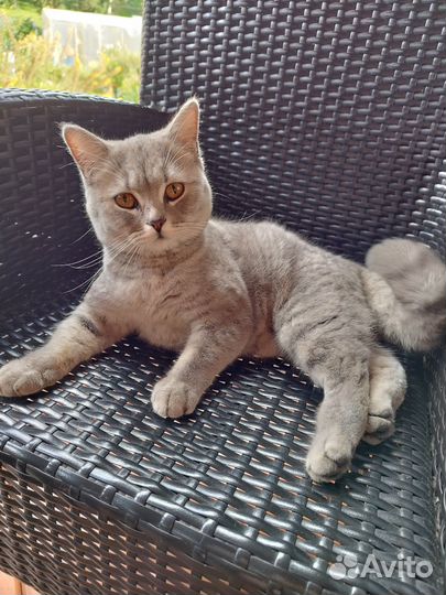 Найдена кошечка