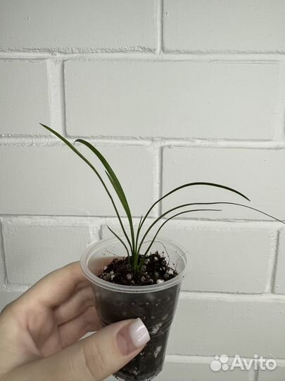 Растения цветы комнатные