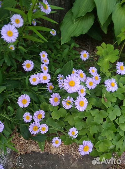 Цветы для сада (3)