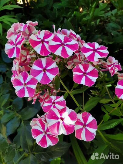 Флоксы,лилейники, хосты,ирисы