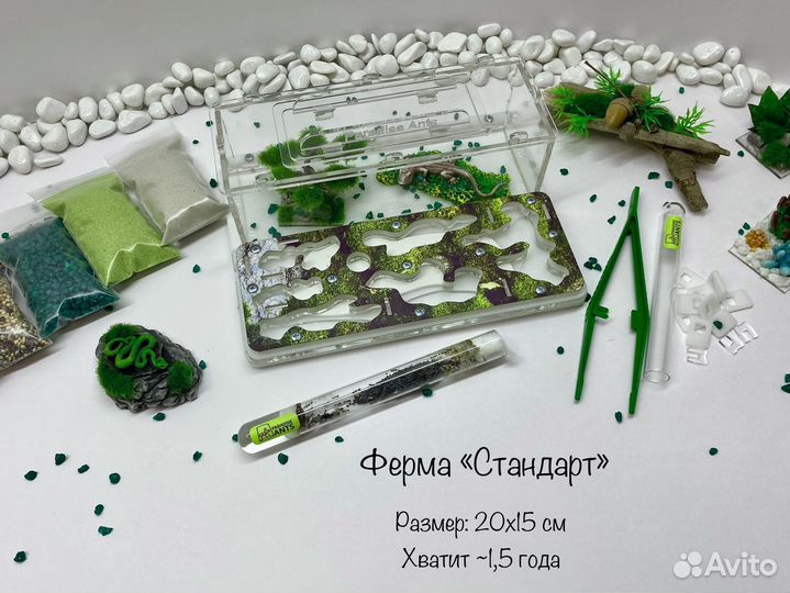 Муравьиная ферма с муравьями