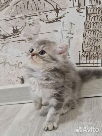 Котята шотландские