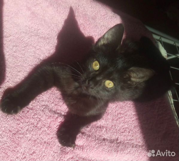 Котенок очень ищет дом