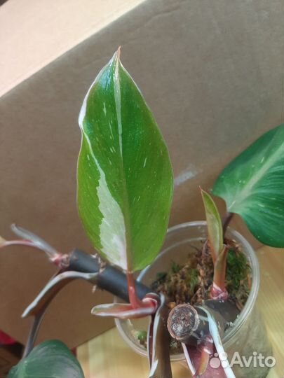 Филодендрон Белый рыцарь knight