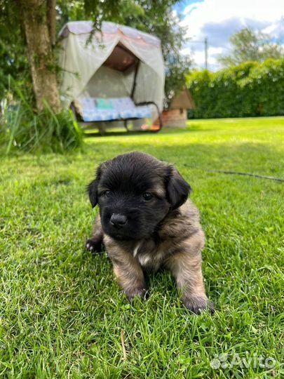 Щенки метисы