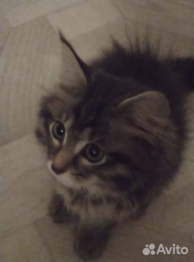 Котик бесплатно