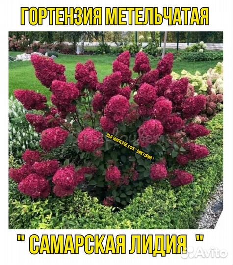 Гортензия метельчатая