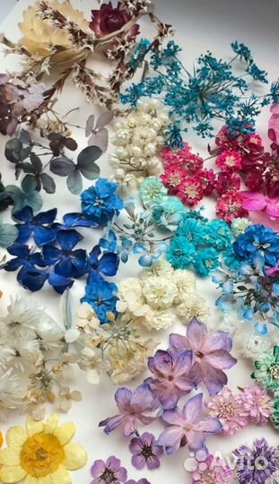 Цветы сухоцветы для творчества