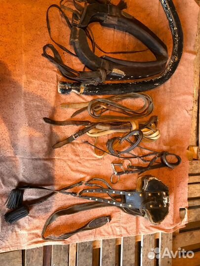 Сбруя для лошади