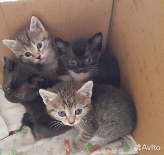 Котята в добрые руки