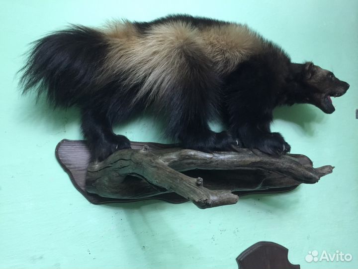 Чучело Росомахи