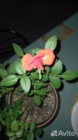 Роза комнатная