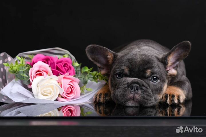 Французский бульдог щенки эксклюзивных окрасов