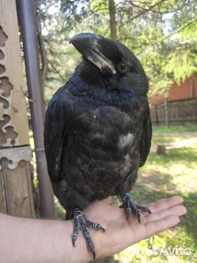 Алтайский ворон