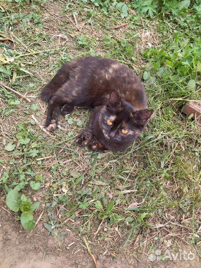 Отдам кошку