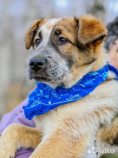 Собака в добрые руки из приюта