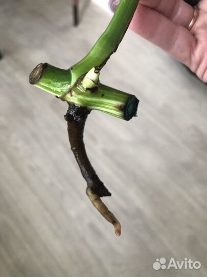 Монстера альба