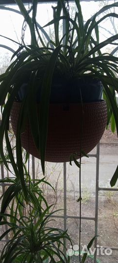 Хлорофитум зеленый