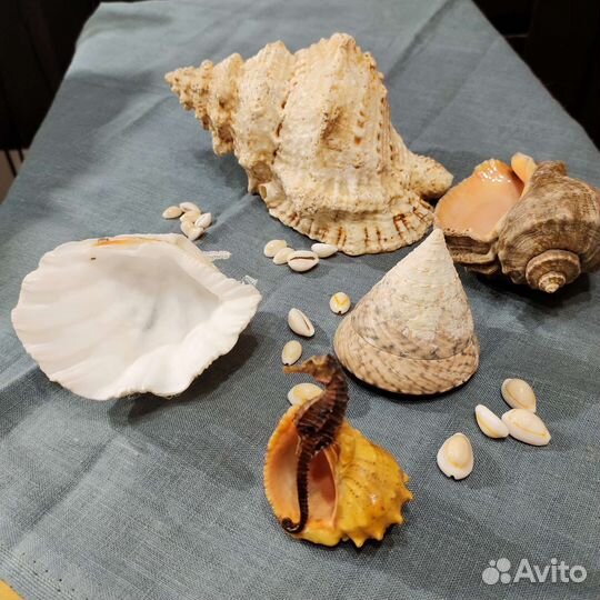 Ракушка Морская
