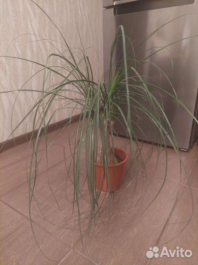 Нолина (бутылочное дерево)