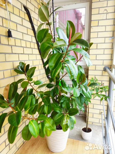 Фикус каучуконосный робуста