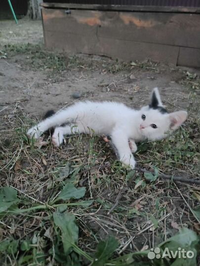 3 котёнка ч/б, со шляпкой, и 3-хцветная