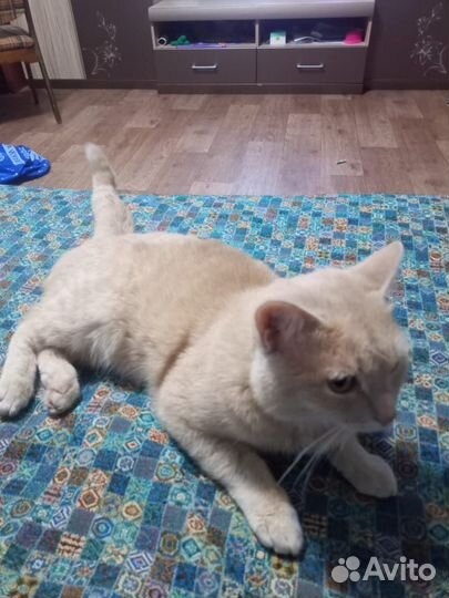 Кошка, кот, котята