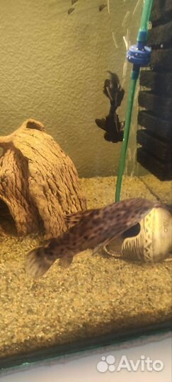 Сом Таракатум