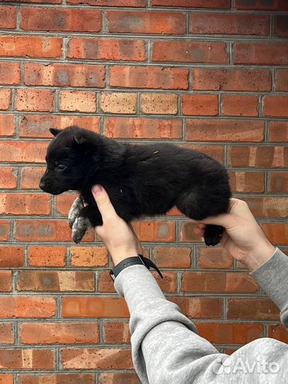 Щенки овчарки