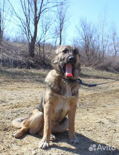 Собака Кейт