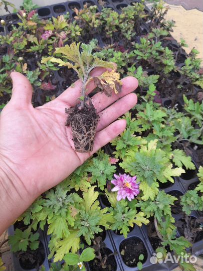 Хризантема мультифлора