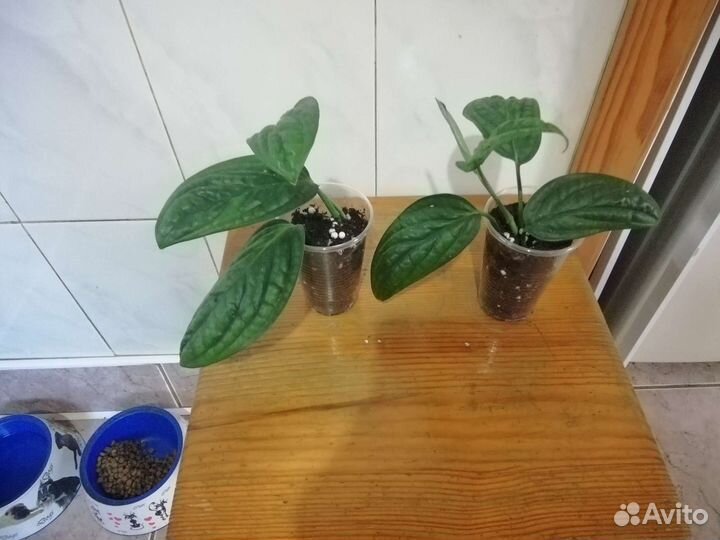 Эпипремнум Марбл Планет, Треби Экзота, Сильвер стр